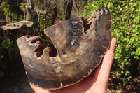 Polished Petrified Ironwood Bookends x 2 From Zimbabwe - Toprock Gemstones and Minerals 