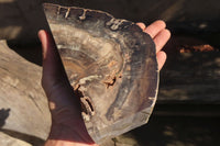 Polished Petrified Ironwood Bookends x 2 From Zimbabwe - Toprock Gemstones and Minerals 