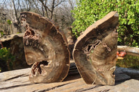 Polished Petrified Ironwood Bookends x 2 From Zimbabwe - Toprock Gemstones and Minerals 