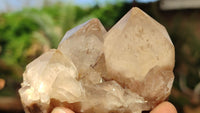 Natural Smokey Phantom Quartz Clusters x 6 From Luena, Congo - Toprock Gemstones and Minerals 