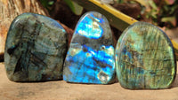 Polished Labradorite Standing Free Forms x 6 From Tulear, Madagascar - Toprock Gemstones and Minerals 