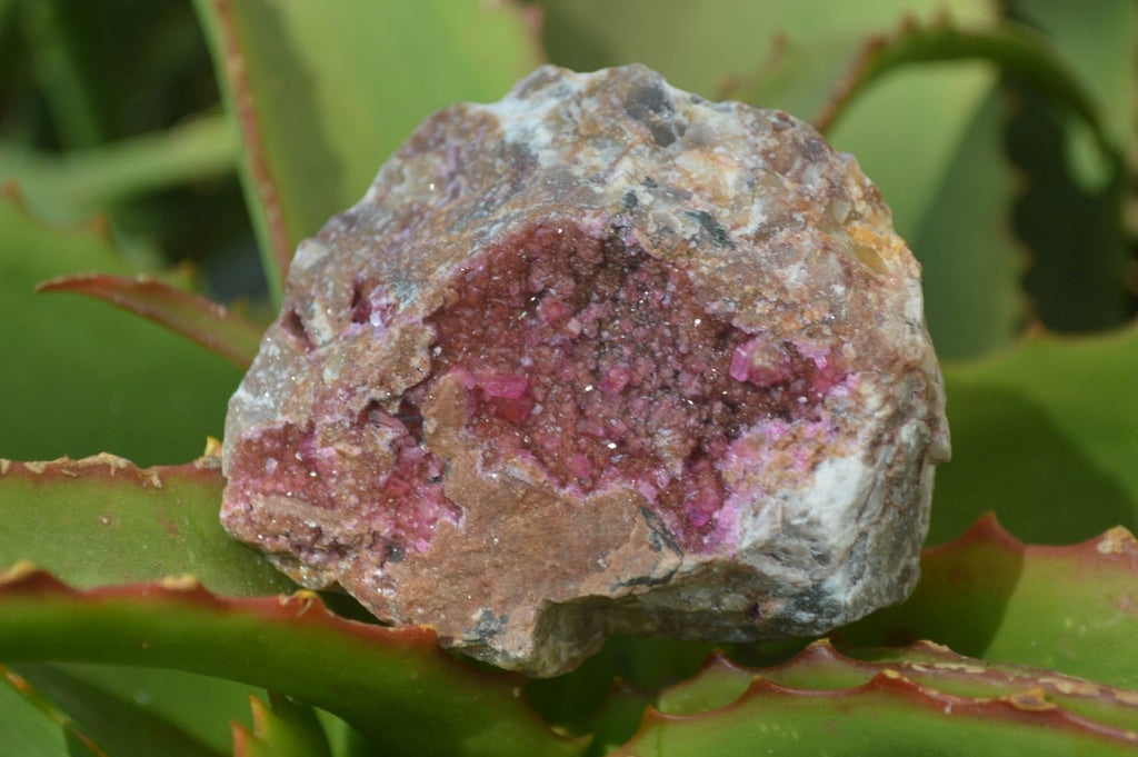 Natural Pink Salrose Cobaltion Dolomite Specimens x 6 From Kakanda, Congo - Toprock Gemstones and Minerals 
