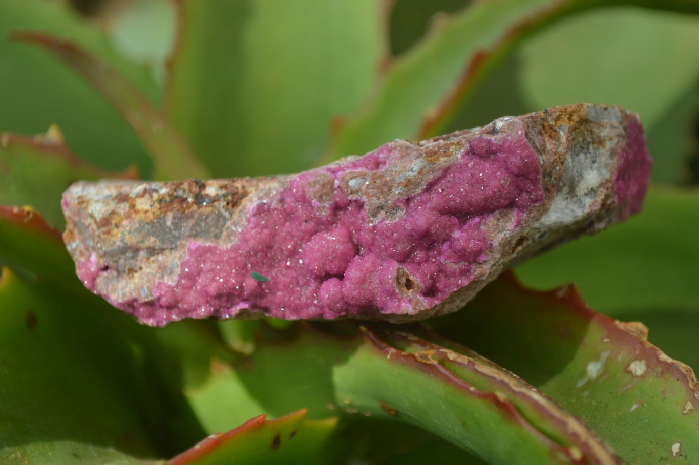 Natural Pink Salrose Cobaltion Dolomite Specimens x 6 From Kakanda, Congo - Toprock Gemstones and Minerals 