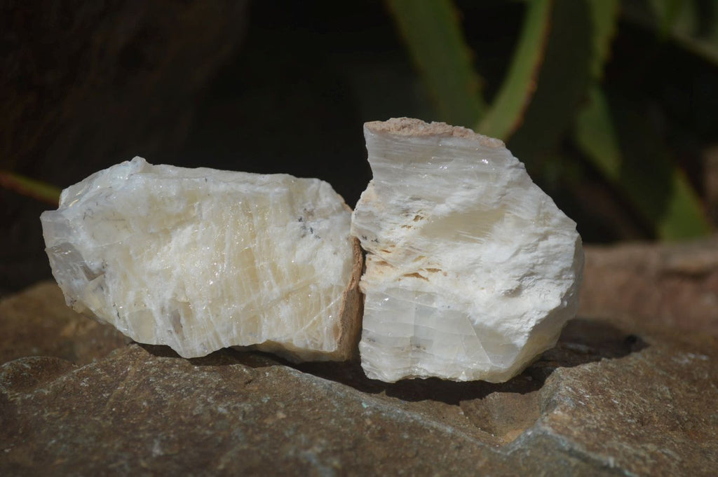 Natural Rough Dendritic White Opal Specimens  x 24 From Namibia - Toprock Gemstones and Minerals 