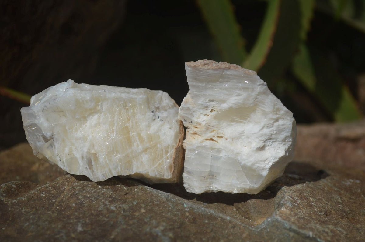 Natural Rough Dendritic White Opal Specimens  x 24 From Namibia - Toprock Gemstones and Minerals 