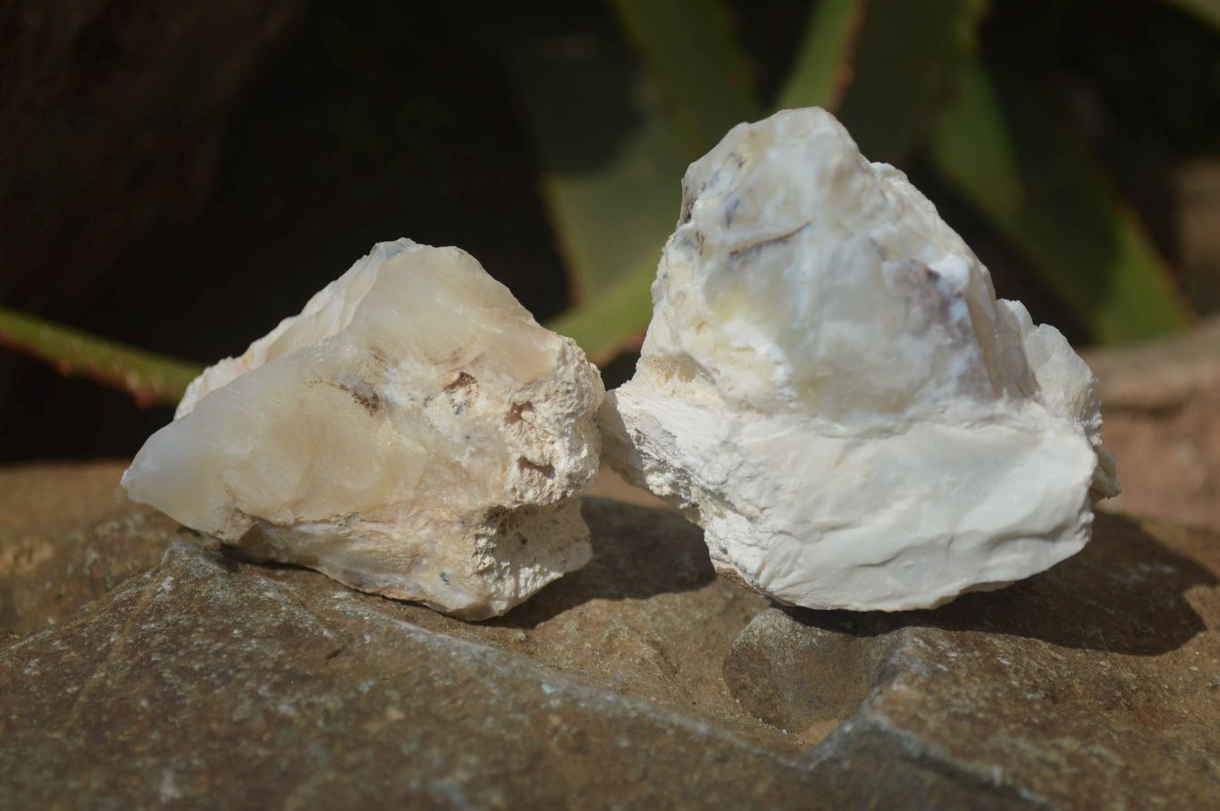 Natural Rough Dendritic White Opal Specimens  x 24 From Namibia - Toprock Gemstones and Minerals 