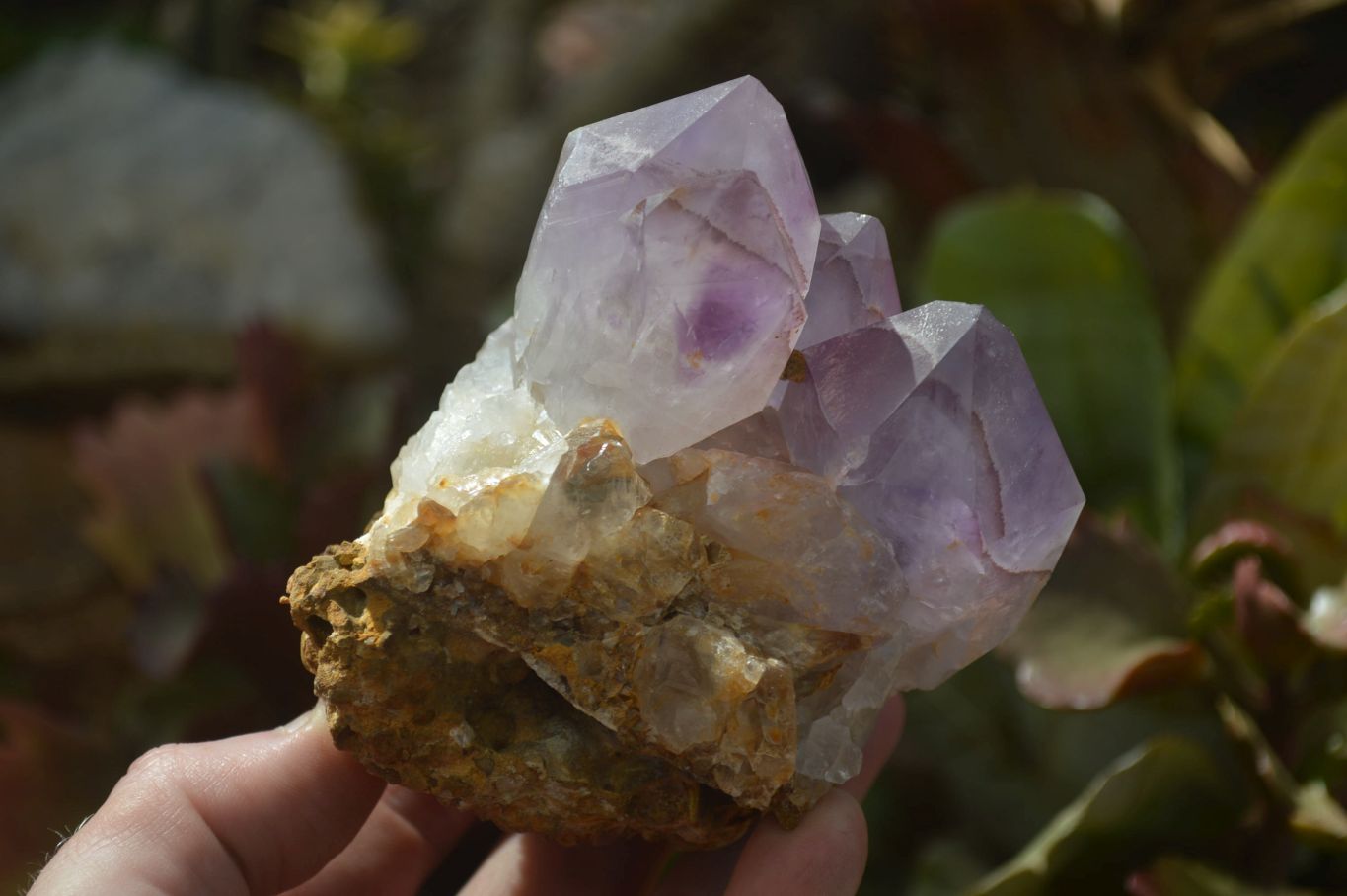 Natural Amethyst Clusters x 6 From Zambia - Toprock Gemstones and Minerals 