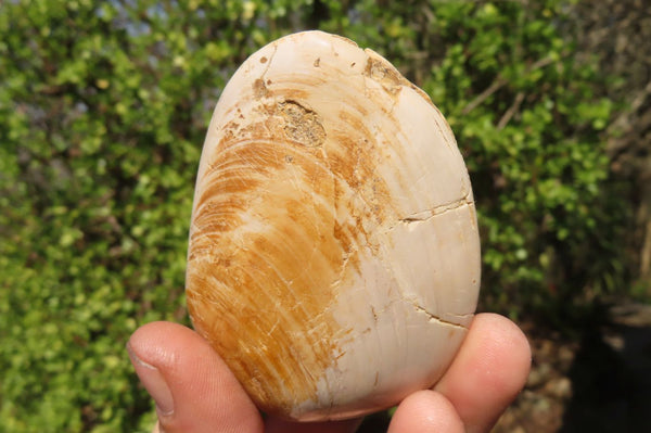 Natural Fossil Clam Pairs x 6 From Tulear, Madagascar - Toprock Gemstones and Minerals 