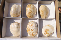 Natural Fossil Clam Pairs x 6 From Tulear, Madagascar - Toprock Gemstones and Minerals 