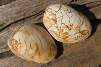 Natural Fossil Clam Pairs x 6 From Tulear, Madagascar - Toprock Gemstones and Minerals 