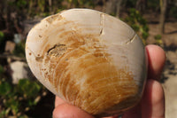 Natural Fossil Clam Pairs x 6 From Tulear, Madagascar - Toprock Gemstones and Minerals 