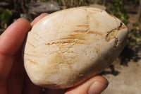 Natural Fossil Clam Pairs x 6 From Tulear, Madagascar - Toprock Gemstones and Minerals 