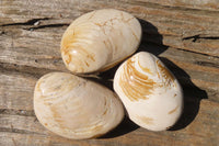 Natural Fossil Clam Pairs x 6 From Tulear, Madagascar - Toprock Gemstones and Minerals 