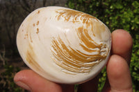 Natural Fossil Clam Pairs x 6 From Tulear, Madagascar - Toprock Gemstones and Minerals 