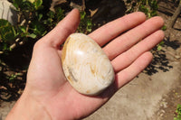 Natural Fossil Clam Pairs x 6 From Tulear, Madagascar - Toprock Gemstones and Minerals 