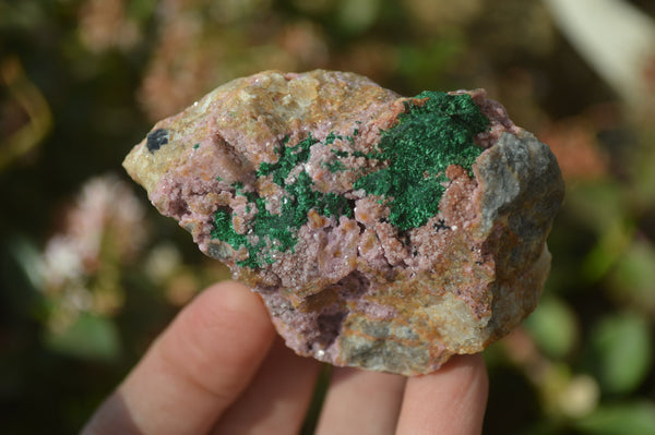 Natural Pink Salrose Cobaltion Dolomite Specimens x 6 From Kakanda, Congo - Toprock Gemstones and Minerals 
