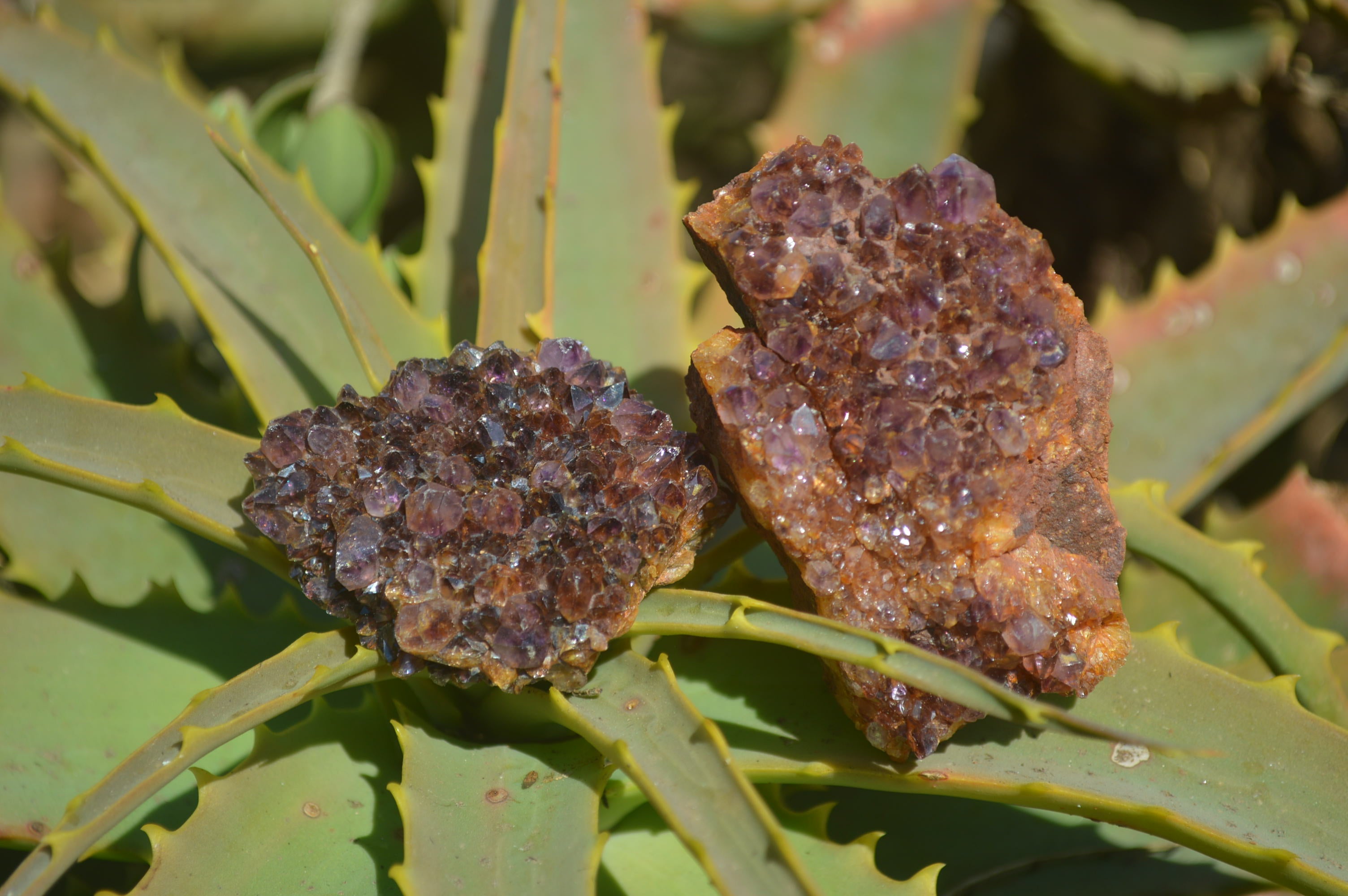 Natural Dark Amethyst Clusters x 35 From Kwaggafontein, South Africa - Toprock Gemstones and Minerals 