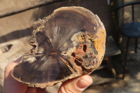 Polished Petrified Wood Slices x 3 From Gokwe, Zimbabwe