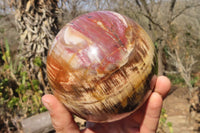 Polished Petrified Wood Sphere  x 1 From Mahajanga, Madagascar - Toprock Gemstones and Minerals 