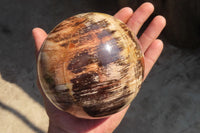 Polished Petrified Wood Sphere  x 1 From Mahajanga, Madagascar - Toprock Gemstones and Minerals 