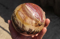 Polished Petrified Wood Sphere  x 1 From Mahajanga, Madagascar - Toprock Gemstones and Minerals 