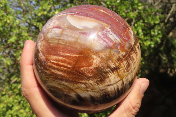 Polished Petrified Wood Sphere  x 1 From Mahajanga, Madagascar - Toprock Gemstones and Minerals 