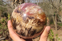 Polished Petrified Wood Sphere  x 1 From Mahajanga, Madagascar - Toprock Gemstones and Minerals 