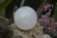 Polished Extra Large Girasol Pearl Quartz Ball  x 1 From Madagascar - Toprock Gemstones and Minerals 