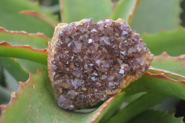 Natural Dark Amethyst Crystal Plates x 6 From Kwaggafontein, South Africa - Toprock Gemstones and Minerals 
