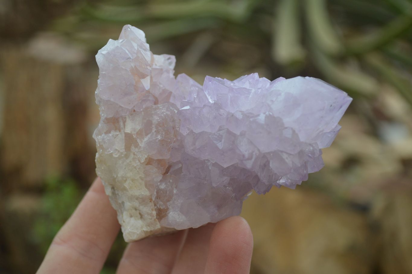 Natural Spirit Amethyst Cactus Quartz Clusters x 6 From Boekenhouthoek, South Africa - Toprock Gemstones and Minerals 