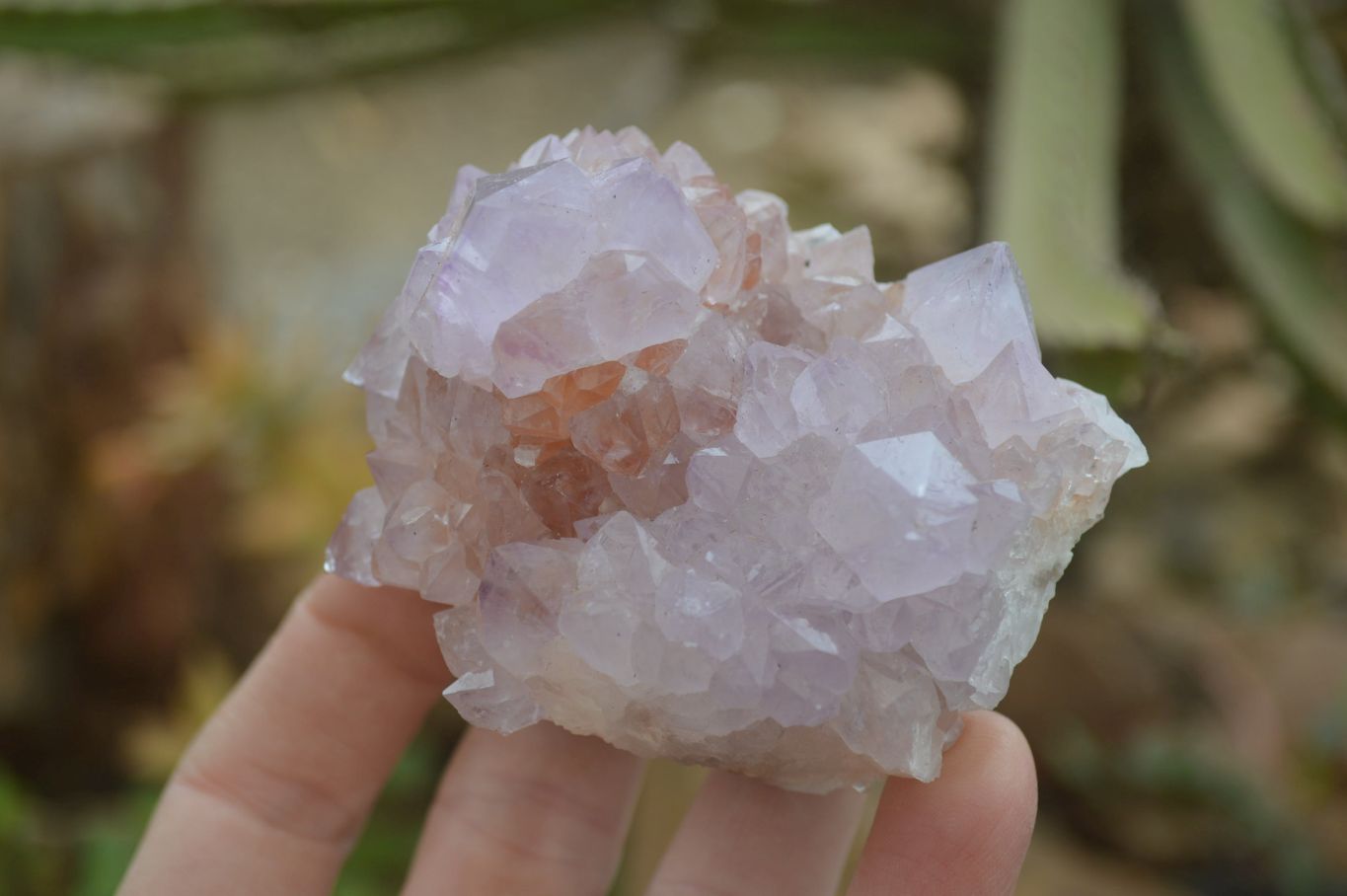 Natural Spirit Amethyst Cactus Quartz Clusters x 6 From Boekenhouthoek, South Africa - Toprock Gemstones and Minerals 