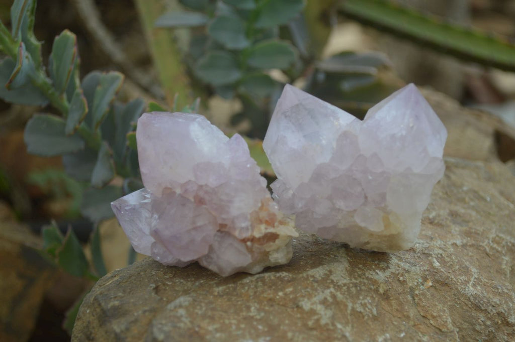 Natural Spirit Amethyst Cactus Quartz Clusters x 6 From Boekenhouthoek, South Africa - Toprock Gemstones and Minerals 