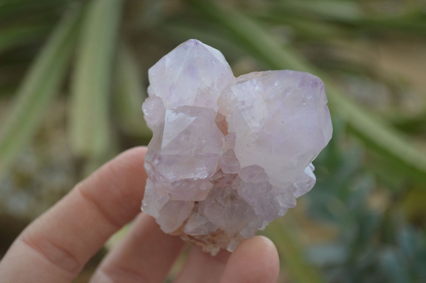 Natural Spirit Amethyst Cactus Quartz Clusters x 6 From Boekenhouthoek, South Africa - Toprock Gemstones and Minerals 