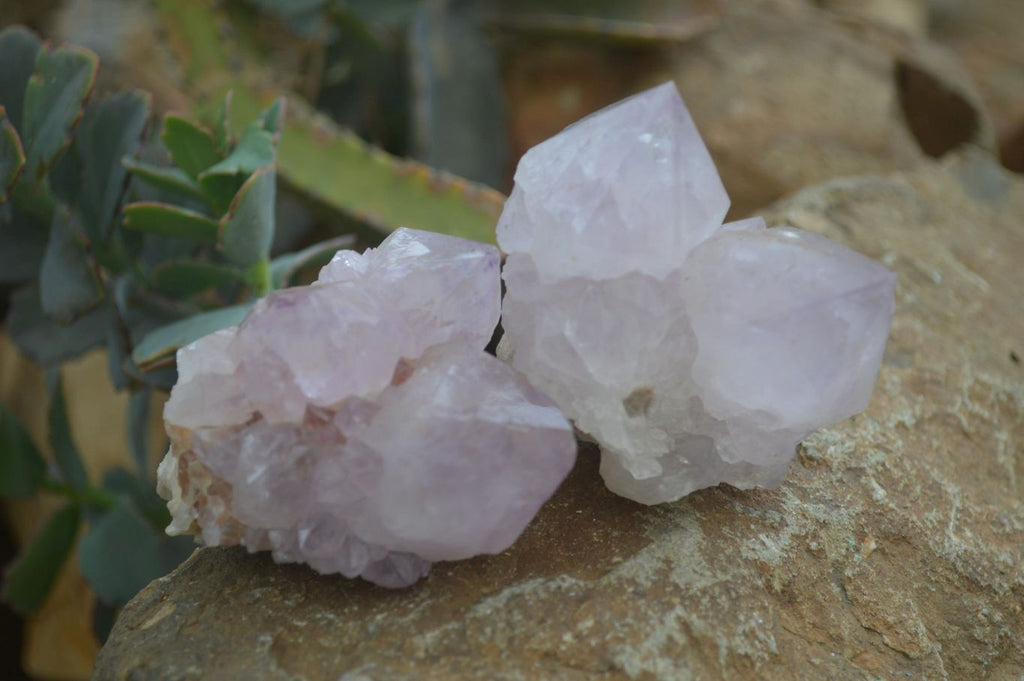 Natural Spirit Amethyst Cactus Quartz Clusters x 6 From Boekenhouthoek, South Africa - Toprock Gemstones and Minerals 
