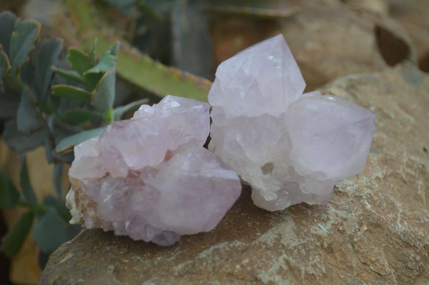 Natural Spirit Amethyst Cactus Quartz Clusters x 6 From Boekenhouthoek, South Africa - Toprock Gemstones and Minerals 