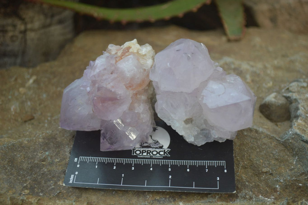 Natural Spirit Amethyst Cactus Quartz Clusters x 6 From Boekenhouthoek, South Africa - Toprock Gemstones and Minerals 