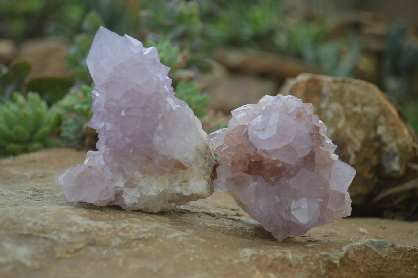 Natural Spirit Amethyst Cactus Quartz Clusters x 6 From Boekenhouthoek, South Africa - Toprock Gemstones and Minerals 