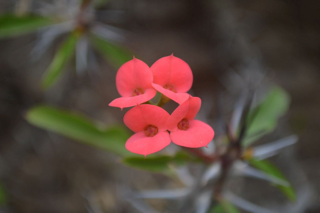 Polished Stromatolite Spheres  x 4 From Katsepy, Madagascar - Toprock Gemstones and Minerals 