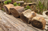 Polished Petrified Wood Branch Pieces  x 4 From Gokwe, Zimbabwe - Toprock Gemstones and Minerals 