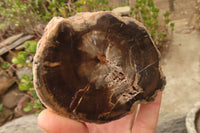 Polished Petrified Wood Branch Pieces  x 4 From Gokwe, Zimbabwe - Toprock Gemstones and Minerals 