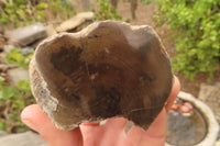 Polished Petrified Wood Branch Pieces  x 4 From Gokwe, Zimbabwe - Toprock Gemstones and Minerals 