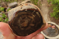 Polished Petrified Wood Branch Pieces  x 4 From Gokwe, Zimbabwe - Toprock Gemstones and Minerals 