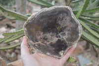 Polished Petrified Wood Slices x 3 From Gokwe, Zimbabwe - Toprock Gemstones and Minerals 