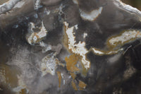 Polished Petrified Wood Slices x 3 From Gokwe, Zimbabwe - Toprock Gemstones and Minerals 