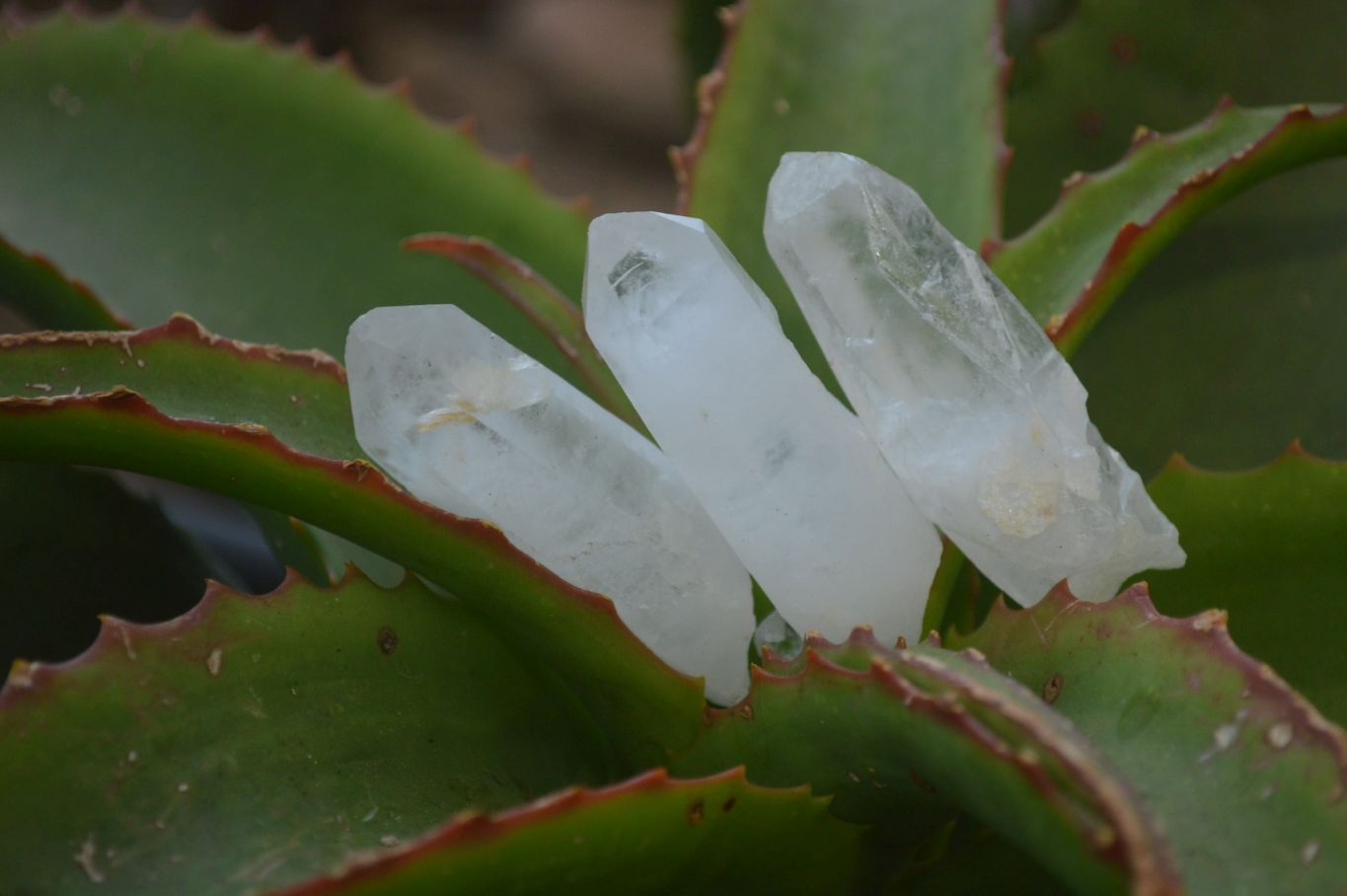 Natural Clear Quartz Crystals  x 35 From Madagascar - Toprock Gemstones and Minerals 
