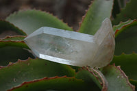 Natural Clear Smokey Quartz Crystals x 12 From Zimbabwe - Toprock Gemstones and Minerals 
