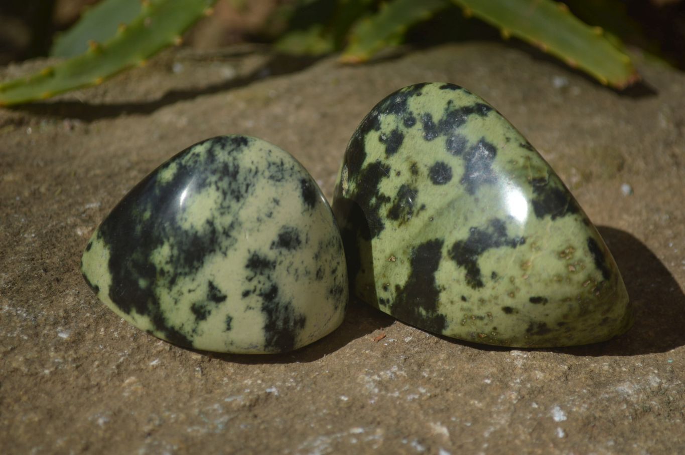 Polished Leopard Stone Standing Free Forms  x 6 From Zimbabwe - Toprock Gemstones and Minerals 