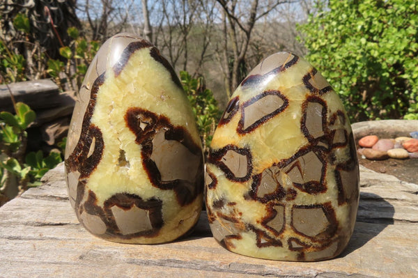 Polished Septerye Standing Free Forms x 2 From Mahajanga, Madagascar - Toprock Gemstones and Minerals 