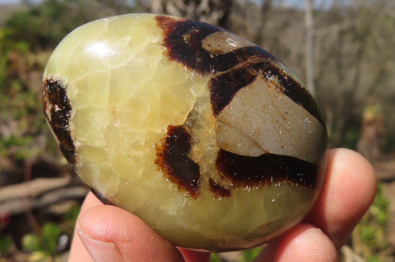 Polished Septerye Galet / Palm Stones x 12 From Mahajanga, Madagascar - Toprock Gemstones and Minerals 