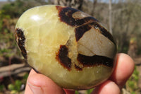 Polished Septerye Galet / Palm Stones x 12 From Mahajanga, Madagascar - Toprock Gemstones and Minerals 